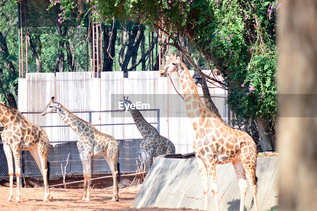 Giraffe in a forest