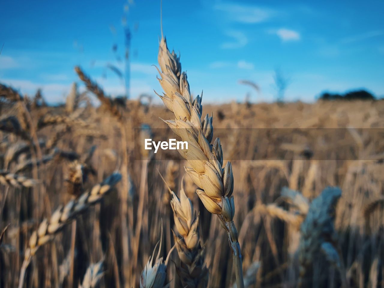 Close-up of stalks in field against sky