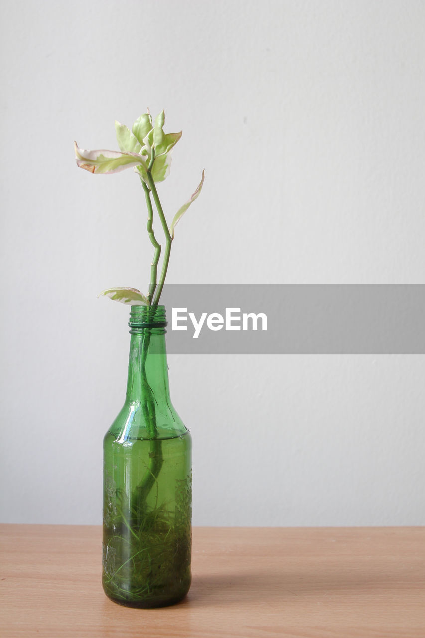 Glass bottle with plant on wood table, reuse