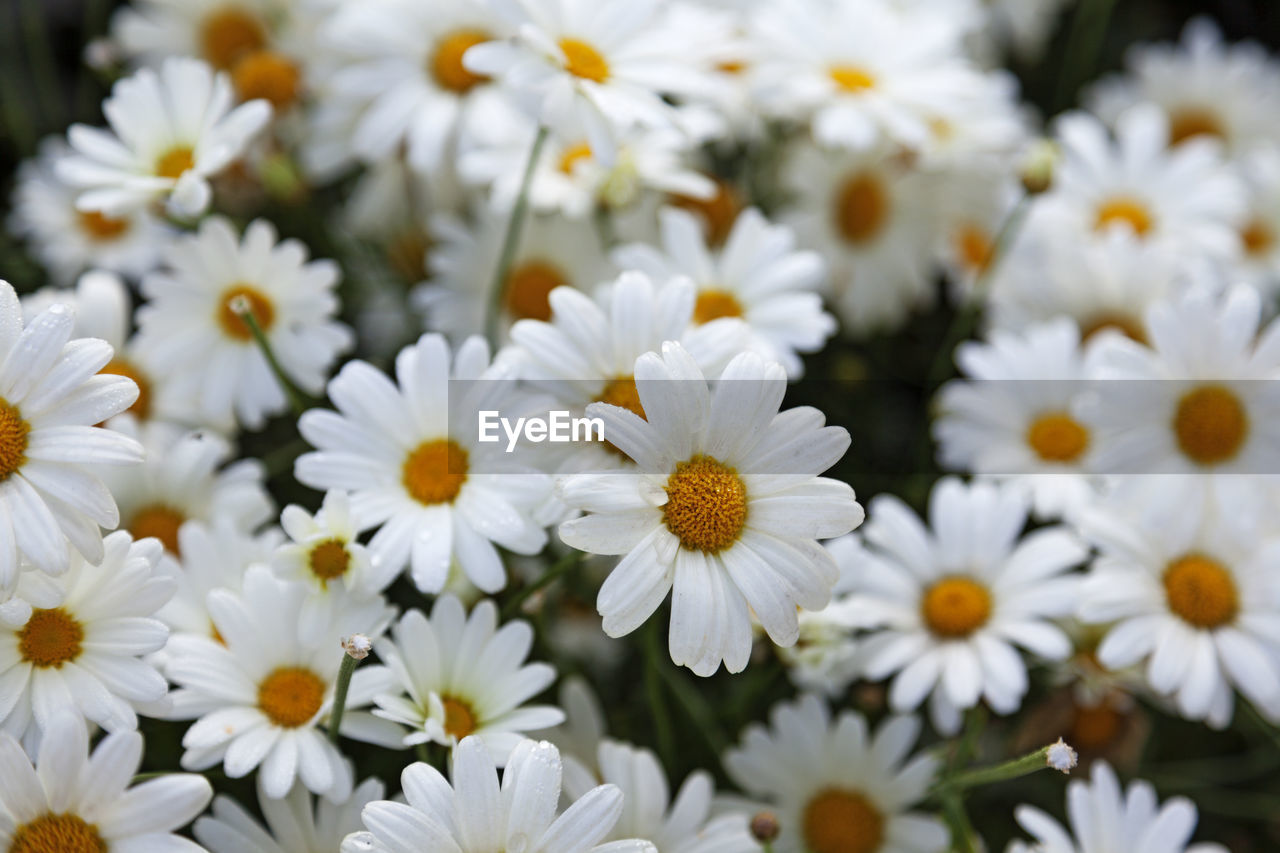 Lots of daisies-like flowers in a park west of town in umea