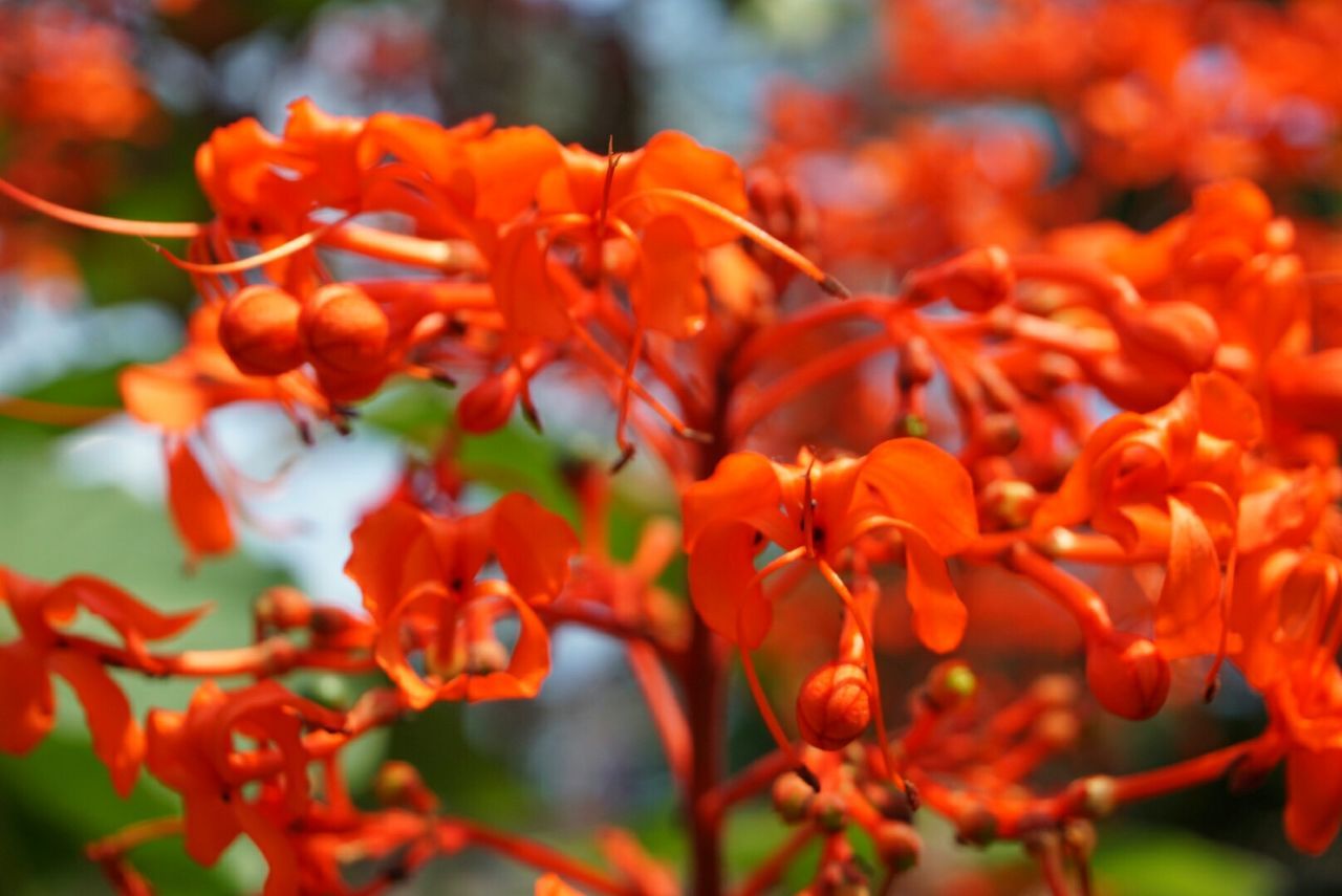 Close-up of red flower