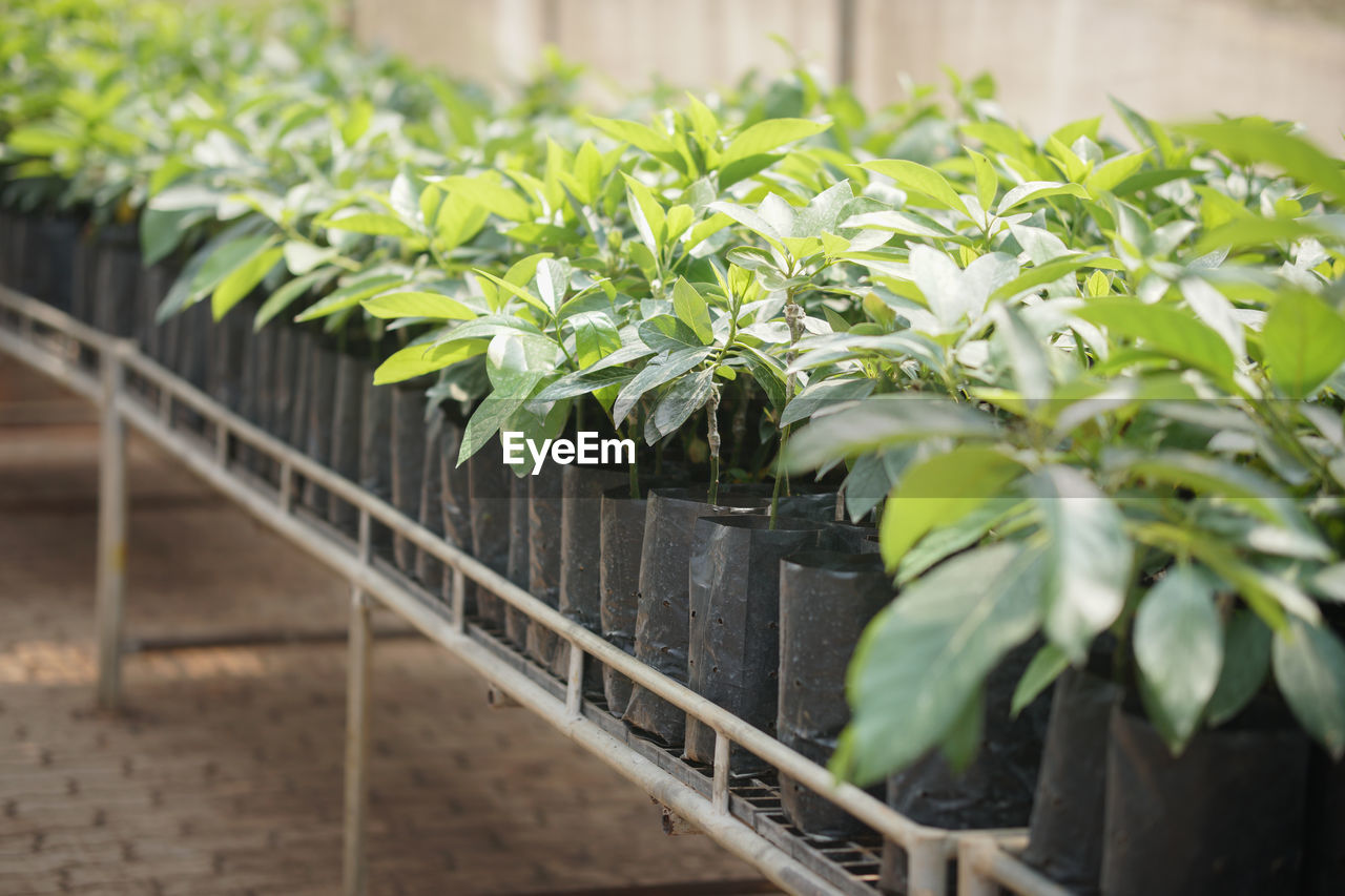 Grafted avocado fruit plant tree grafting in nursery house. avocados propagation