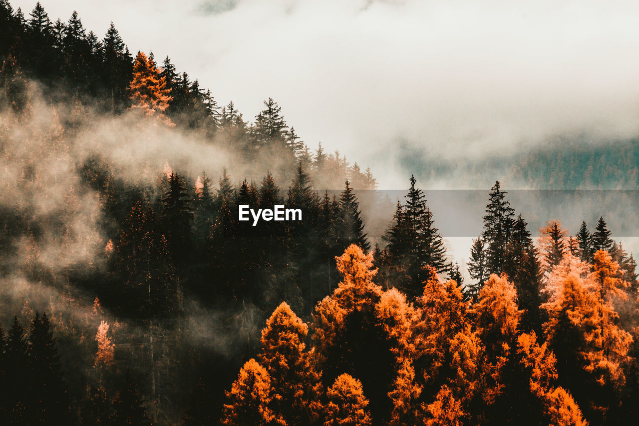 SCENIC VIEW OF FOREST DURING AUTUMN AGAINST SKY