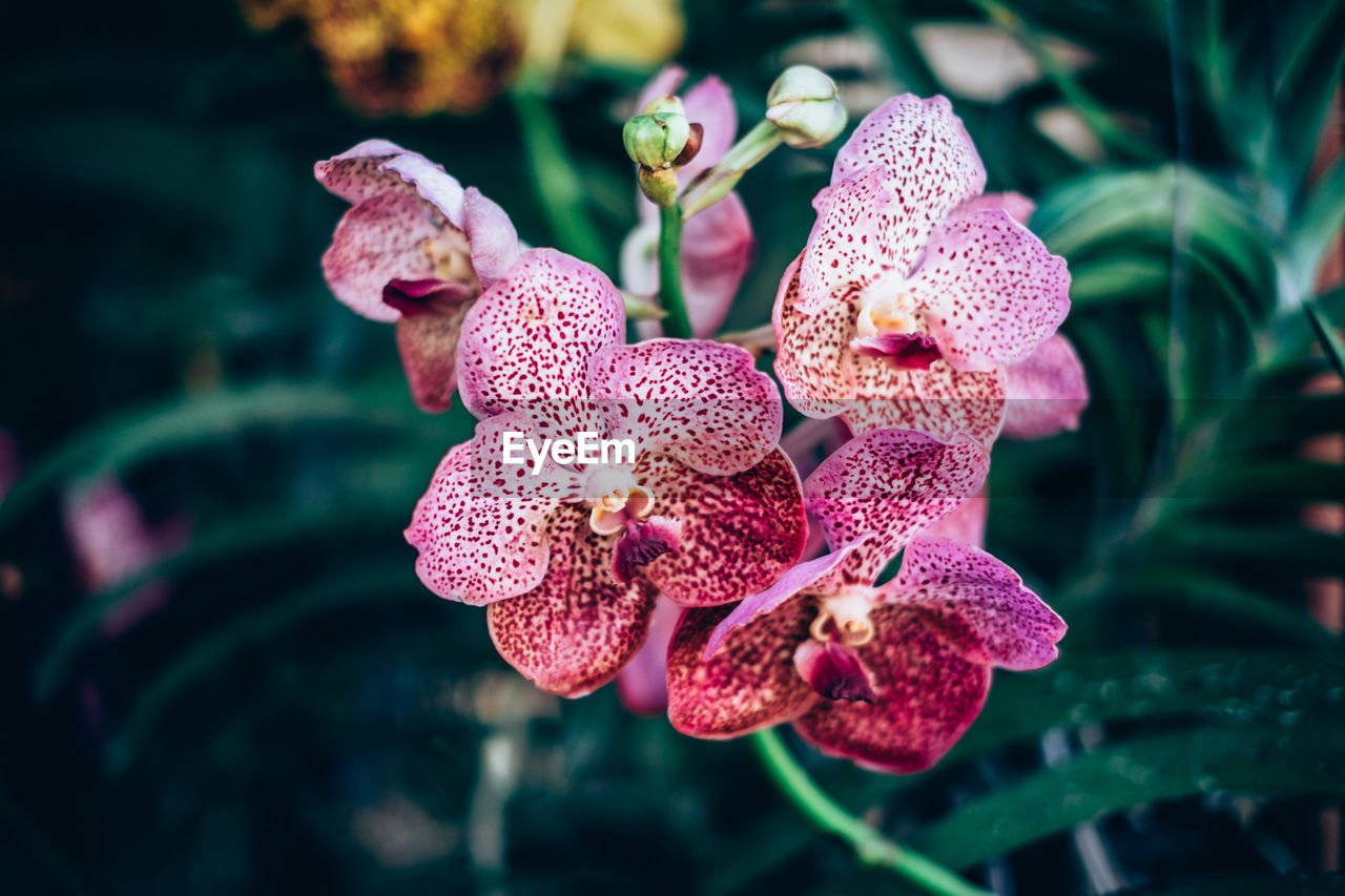 Close-up of flowers blooming outdoors