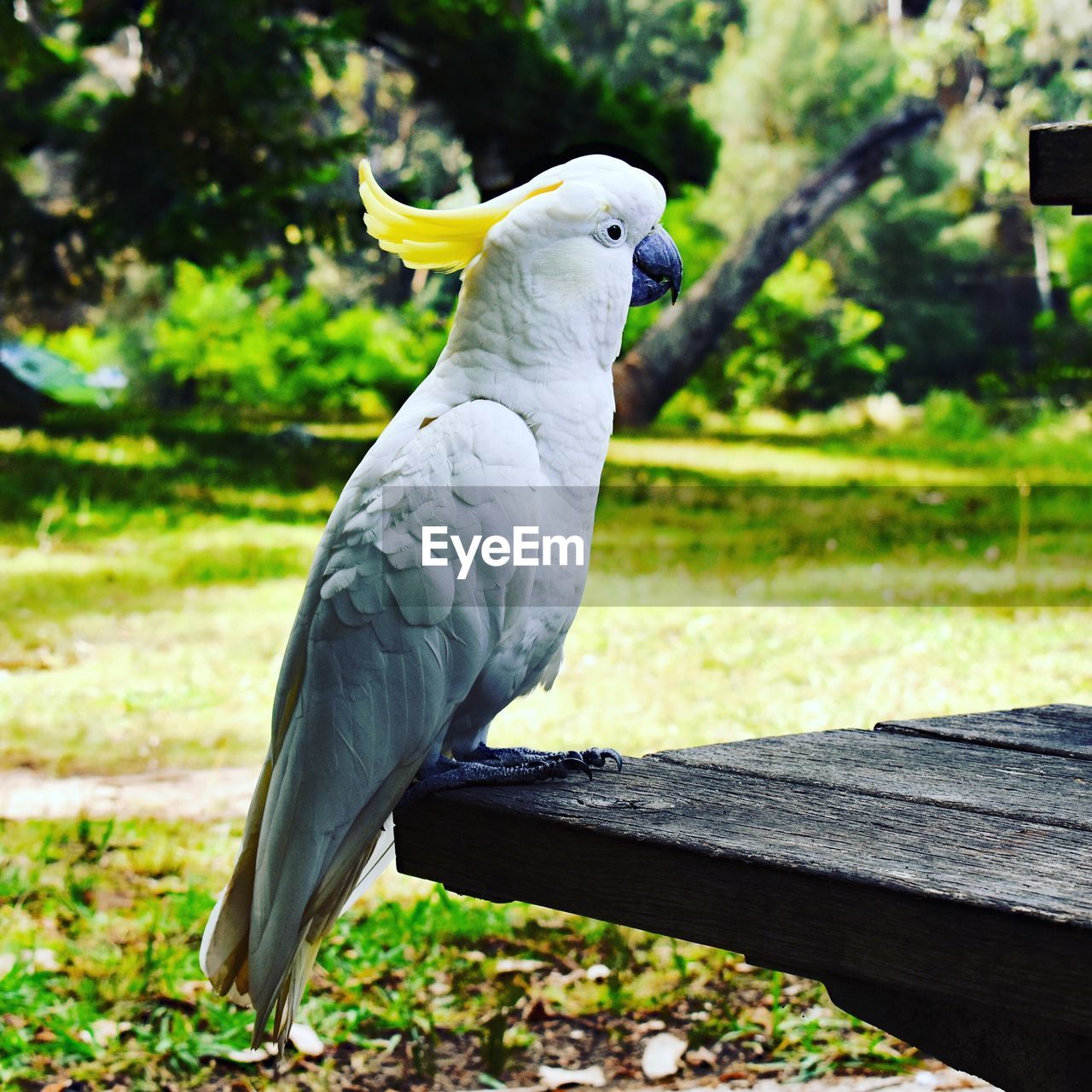 Close-up of parrot perching on wood