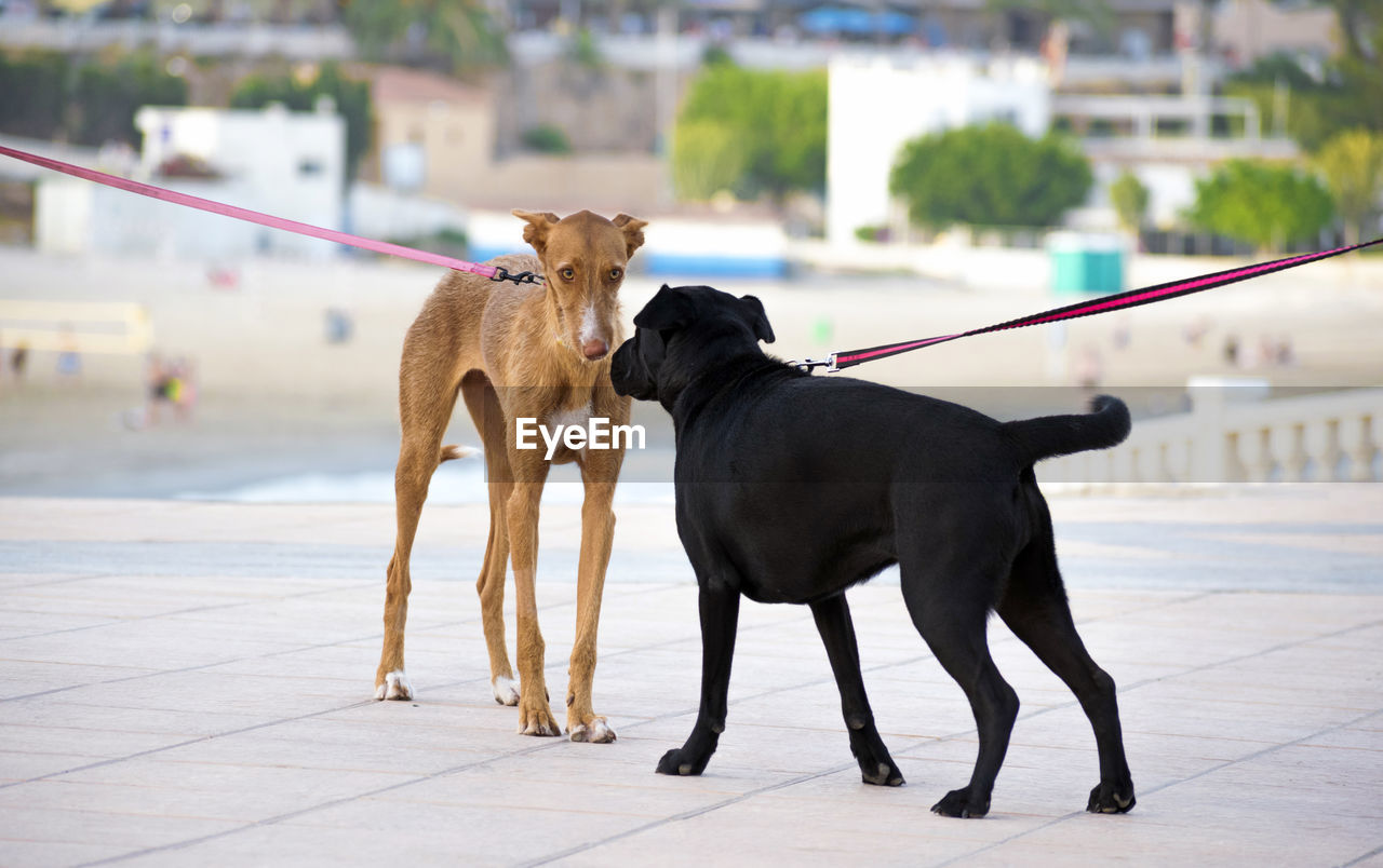 VIEW OF DOG ON THE CITY
