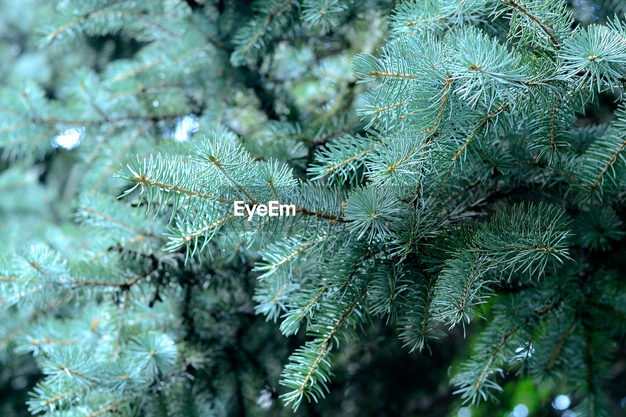 CLOSE-UP OF PINE TREE IN WINTER