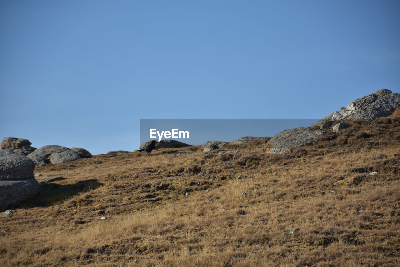 Scenic view of landscape against clear blue sky