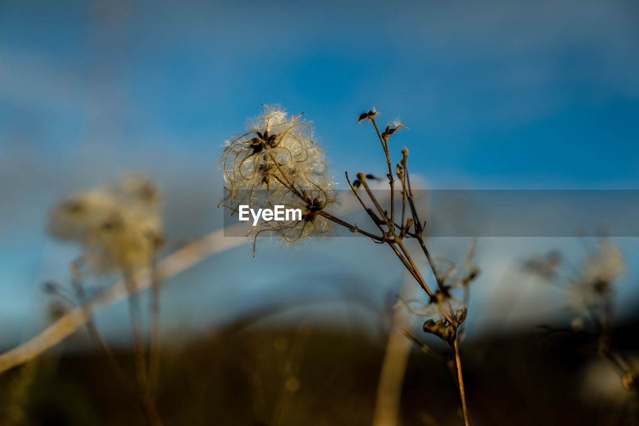 nature, plant, sunlight, grass, sky, beauty in nature, flower, no people, focus on foreground, flowering plant, morning, macro photography, leaf, growth, close-up, branch, land, outdoors, prairie, freshness, tranquility, field, landscape, environment, selective focus, fragility, autumn, blue, day, plant stem, food, dry, tree, scenics - nature, blossom, rural scene, springtime, cloud