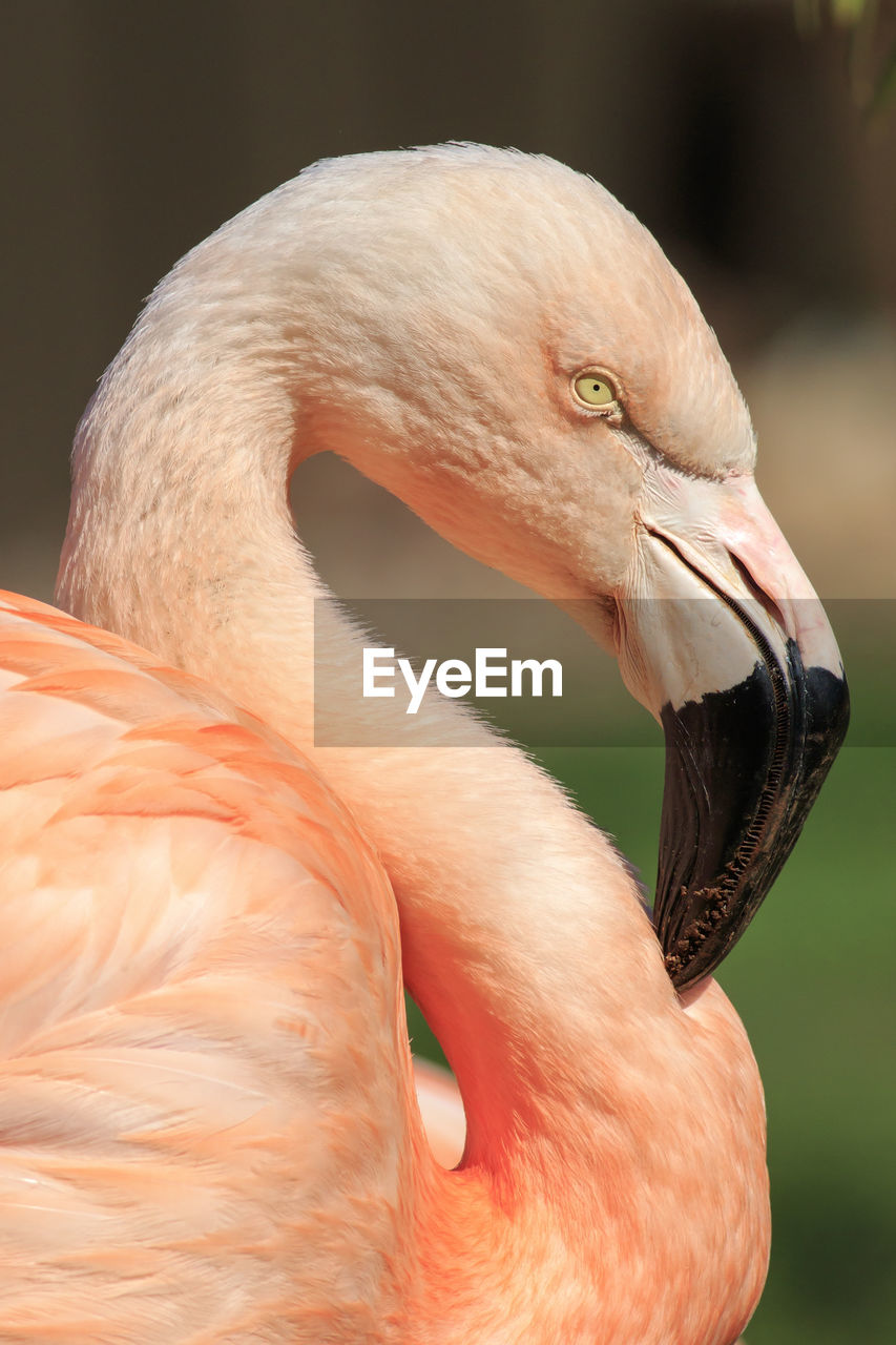 animal themes, animal, bird, animal wildlife, one animal, beak, flamingo, wildlife, close-up, animal body part, water bird, pink, nature, no people, portrait, animal head, water, wing, focus on foreground, feather, outdoors, day, side view