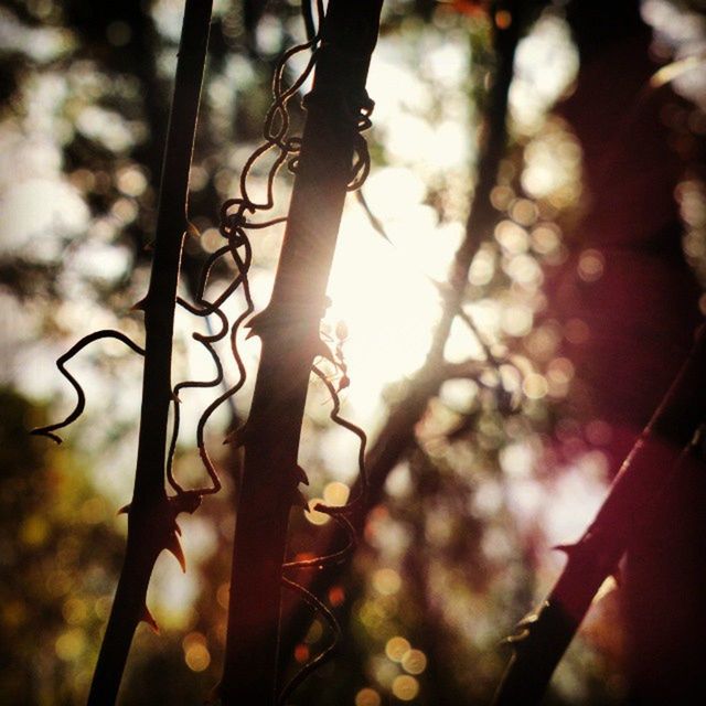 CLOSE-UP OF TWIGS