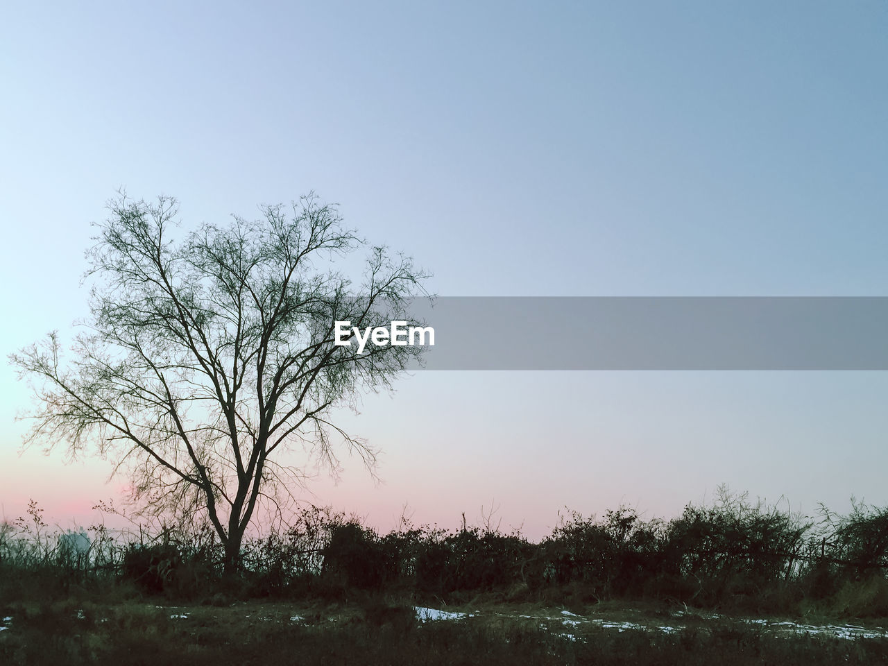 TREE ON FIELD AGAINST SKY