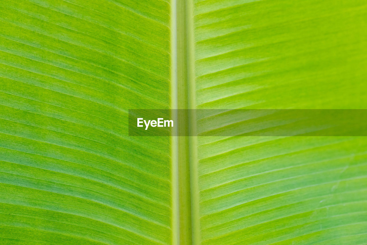 FULL FRAME SHOT OF PALM LEAF WITH GREEN LEAVES