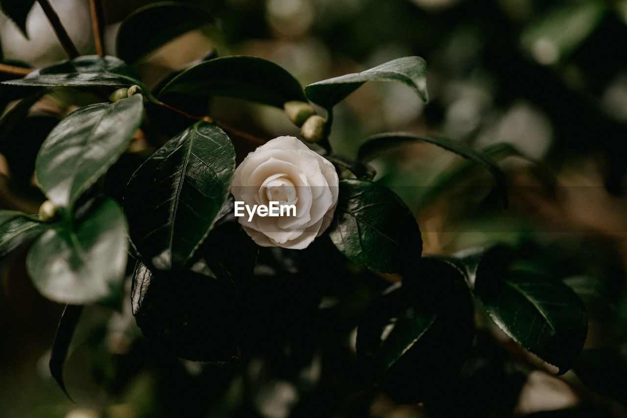 CLOSE-UP OF WHITE ROSE