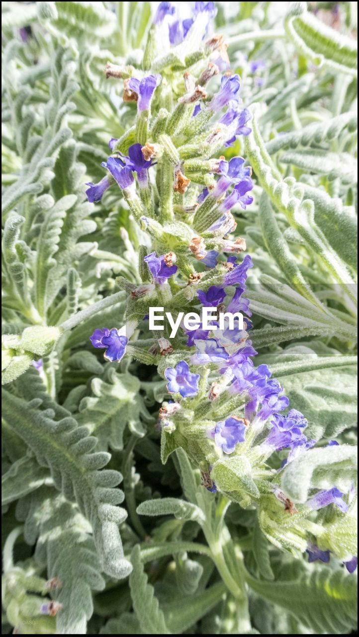 CLOSE-UP OF PURPLE FLOWERS BLOOMING