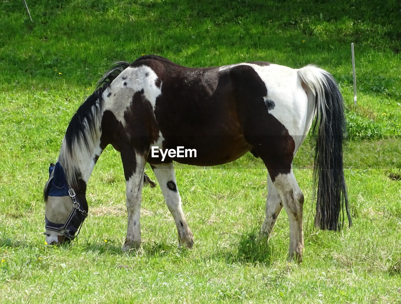 Horse grazing on grassy field