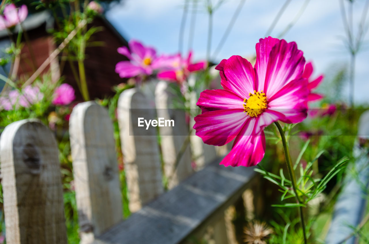 Close-up of pink cosmos flowers