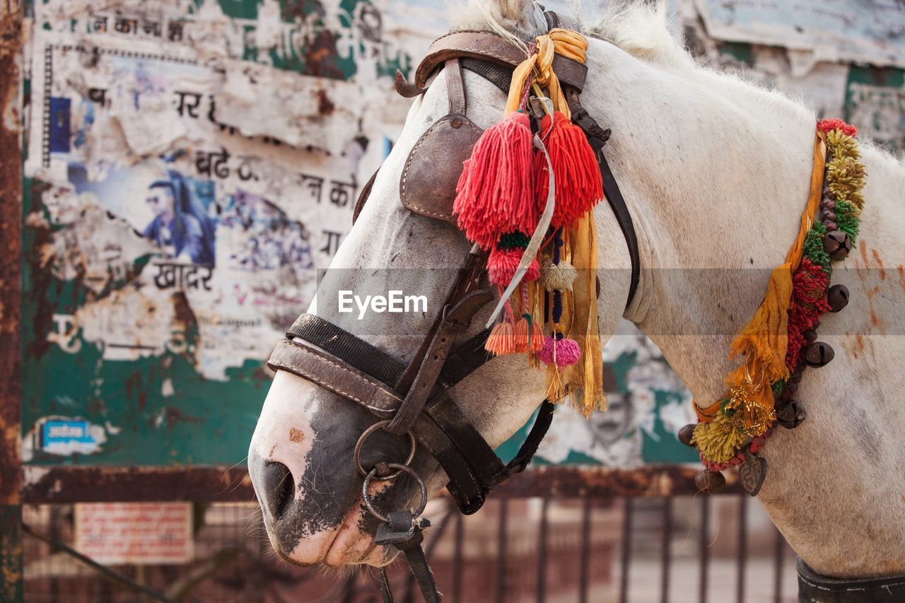 CLOSE-UP OF CLOTHES HANGING ON THE WALL OF A HORSE