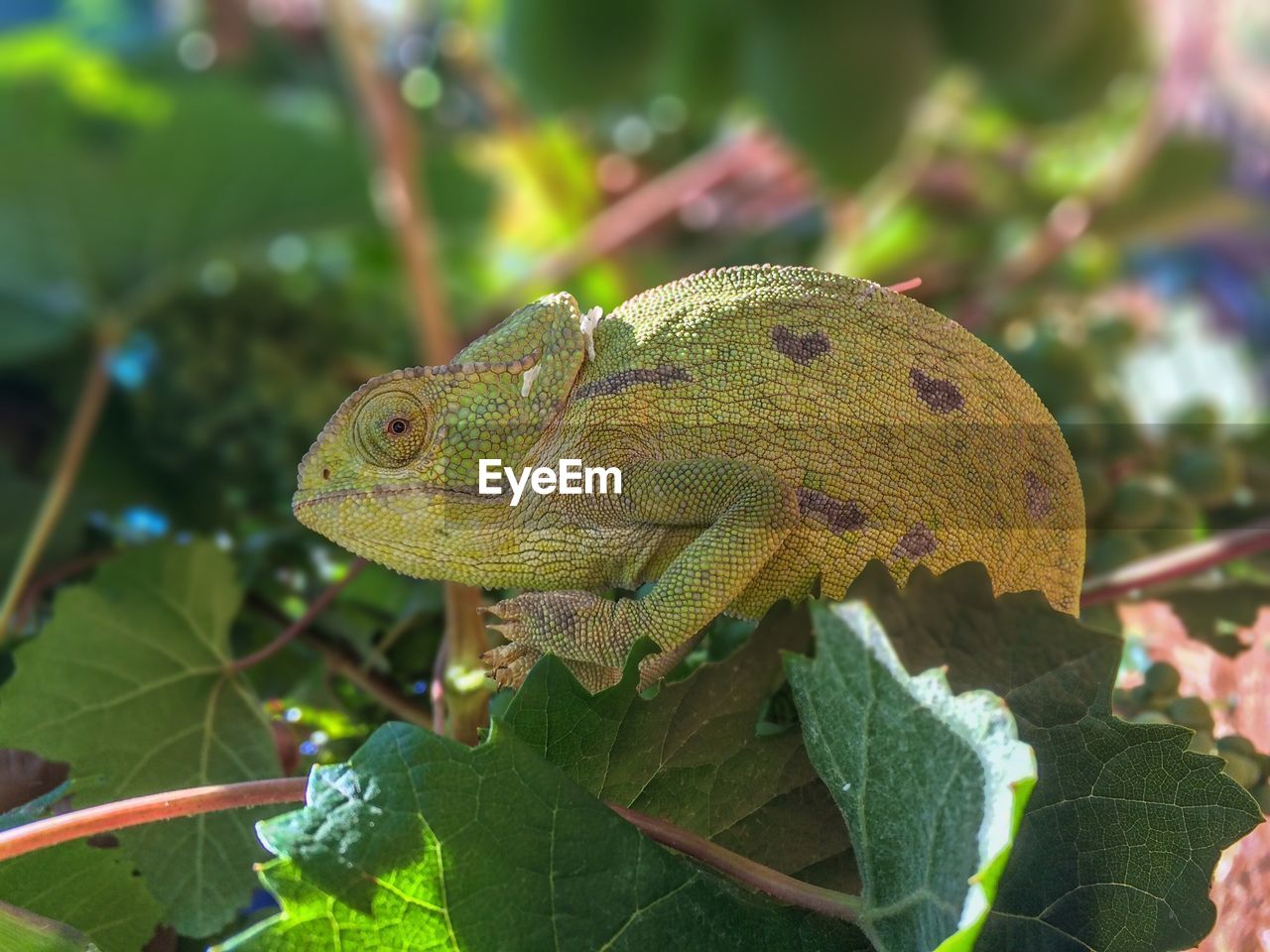 Close-up side view of reptile on tree