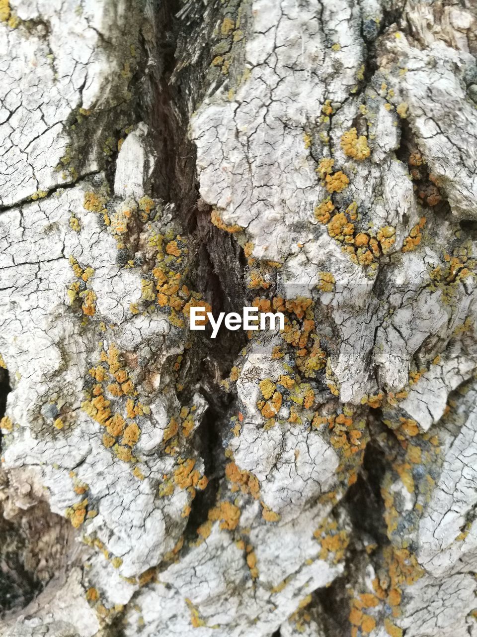 CLOSE-UP OF TREE TRUNK ON ROCK