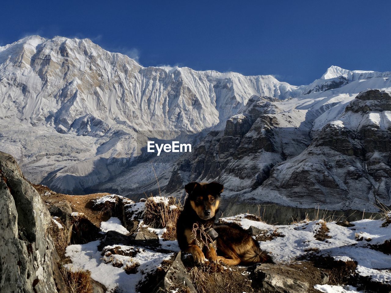 Himalayan dog in front annapurna south in back 