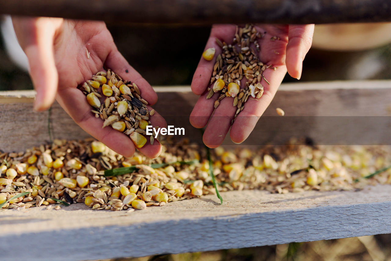 Cropped hand of person holding plant