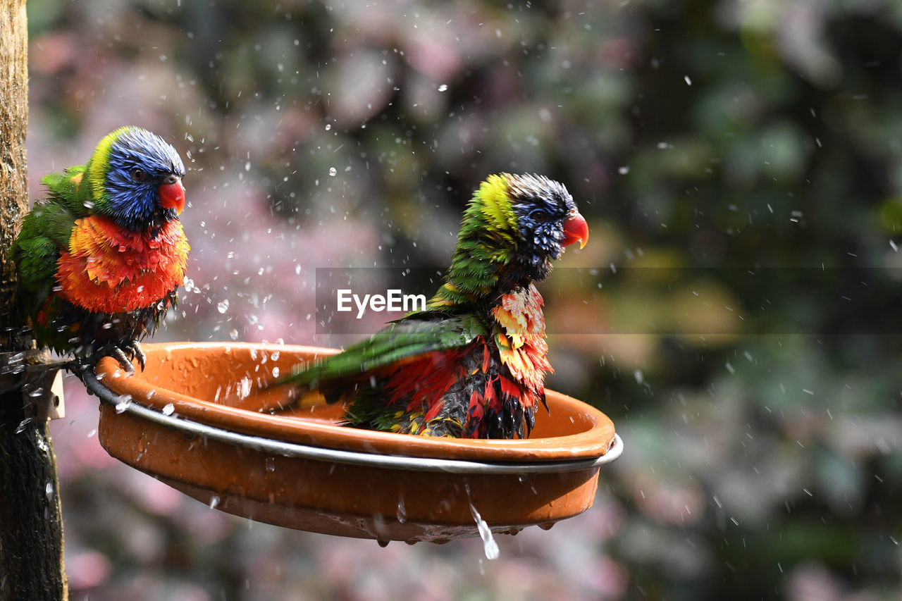 Close-up of parrots playing with water