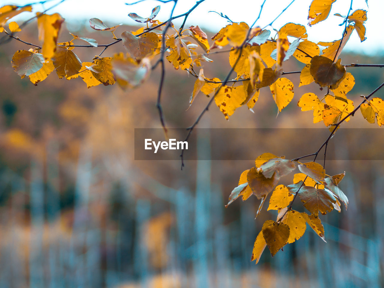 Close-up of yellow maple leaves against blurred background