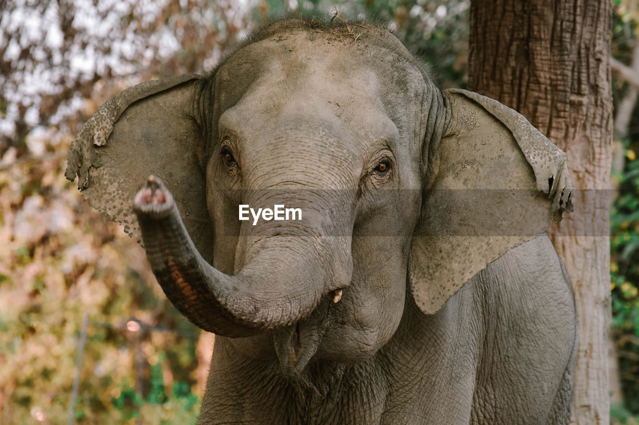 indian elephant, animal themes, animal, animal wildlife, elephant, wildlife, mammal, one animal, african elephant, animal body part, tree, safari, portrait, trunk, plant, no people, animal trunk, tusk, nature, outdoors, day, looking at camera, animal head, tourism, focus on foreground, forest, zoo