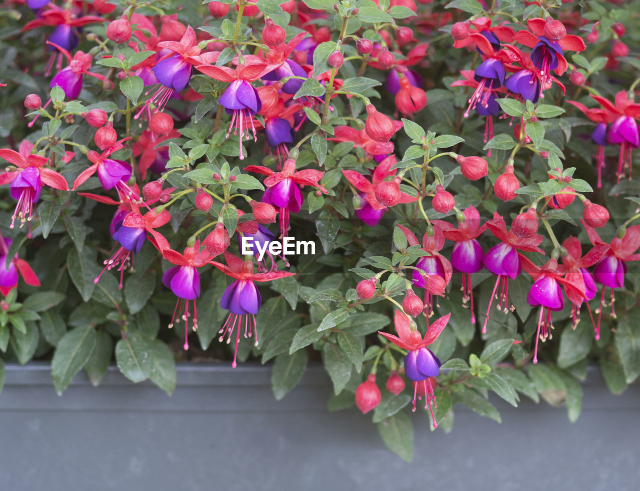 CLOSE-UP OF PINK FLOWERING PLANTS AGAINST BLURRED BACKGROUND