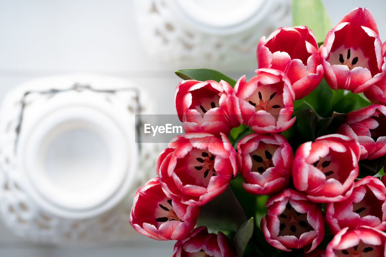 CLOSE-UP OF PINK ROSES ON RED FLOWER