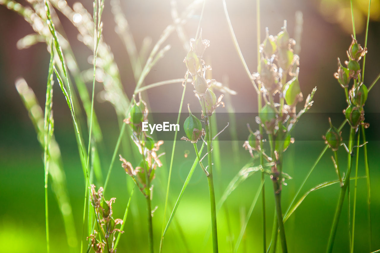 Close-up of fresh plants on field