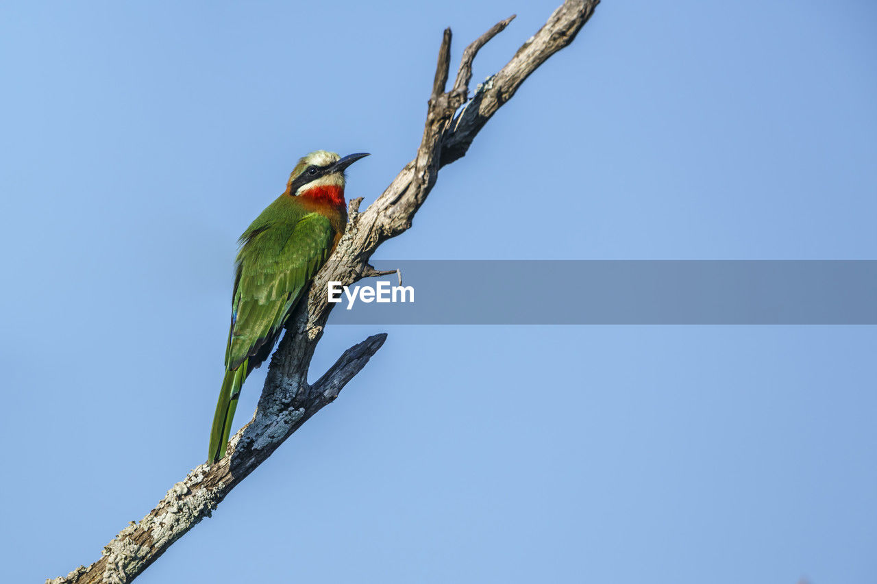 low angle view of bird perching on branch against clear blue sky