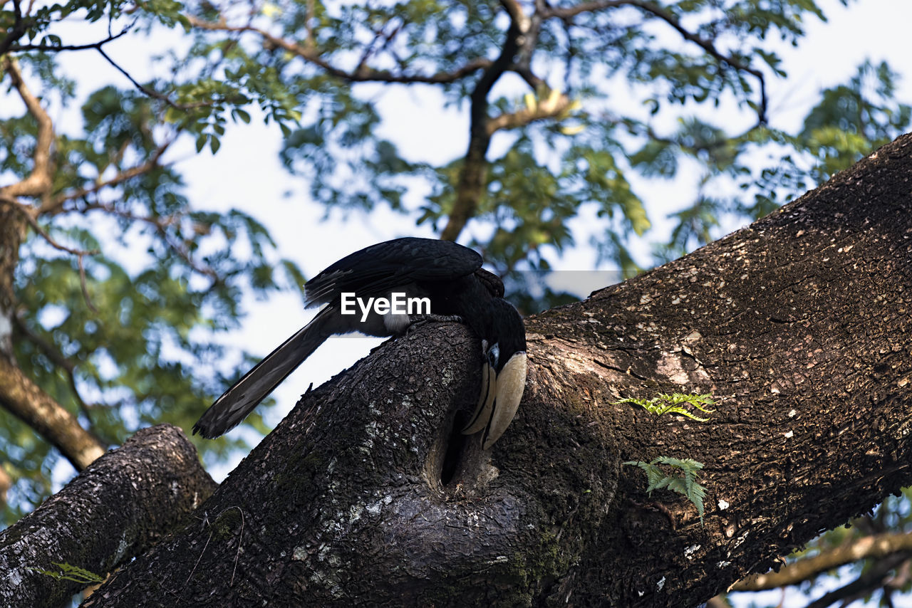 LOW ANGLE VIEW OF A BIRD PERCHING ON TREE