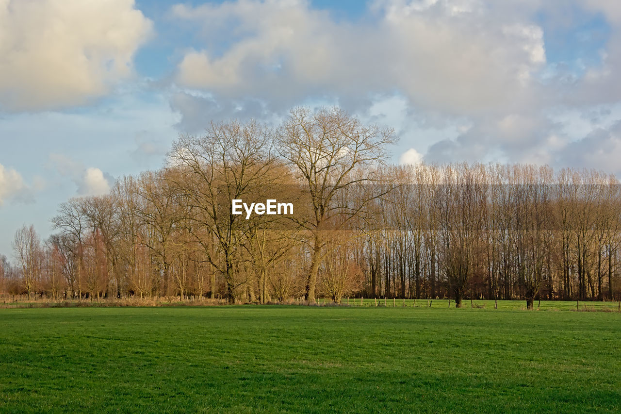 TREES AND PLANTS ON FIELD AGAINST SKY