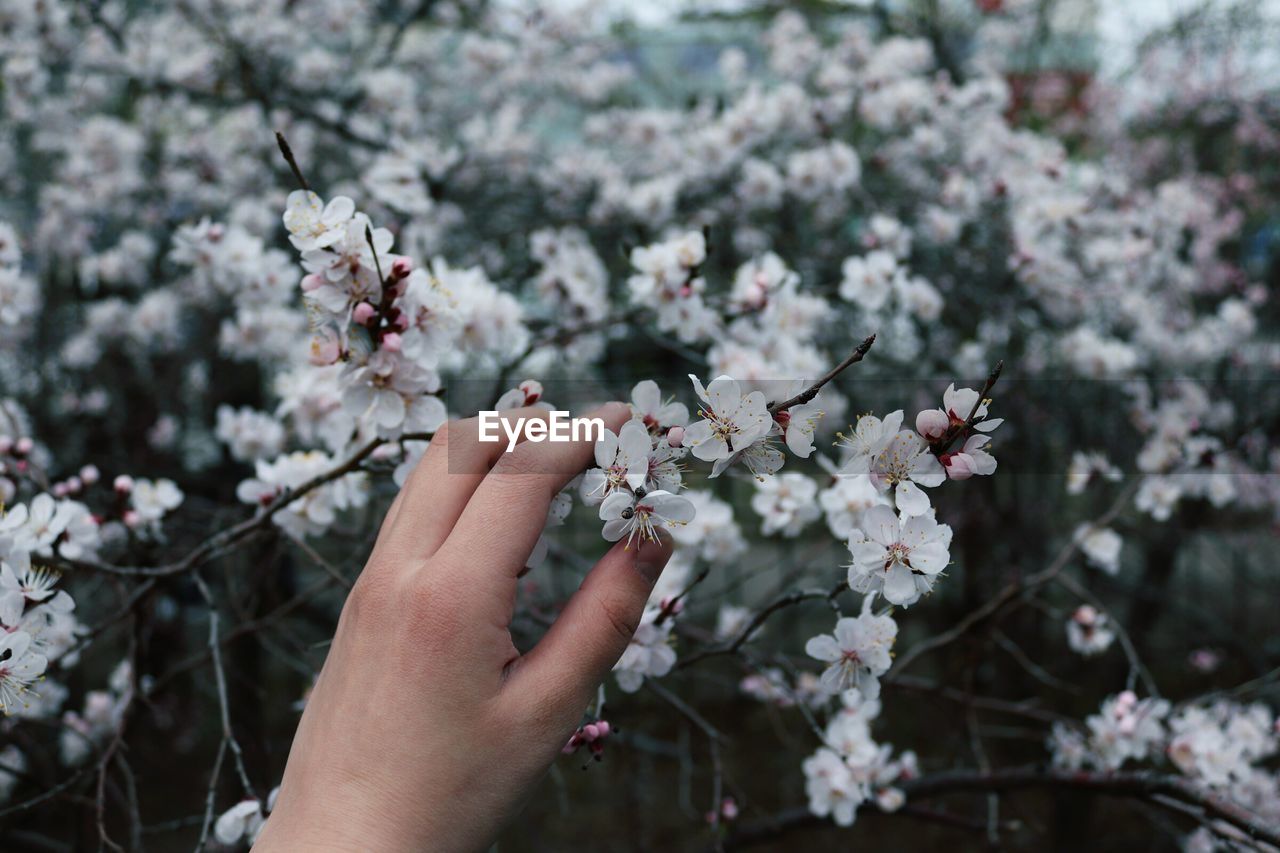 Low angle view of hand touching white flowering tree