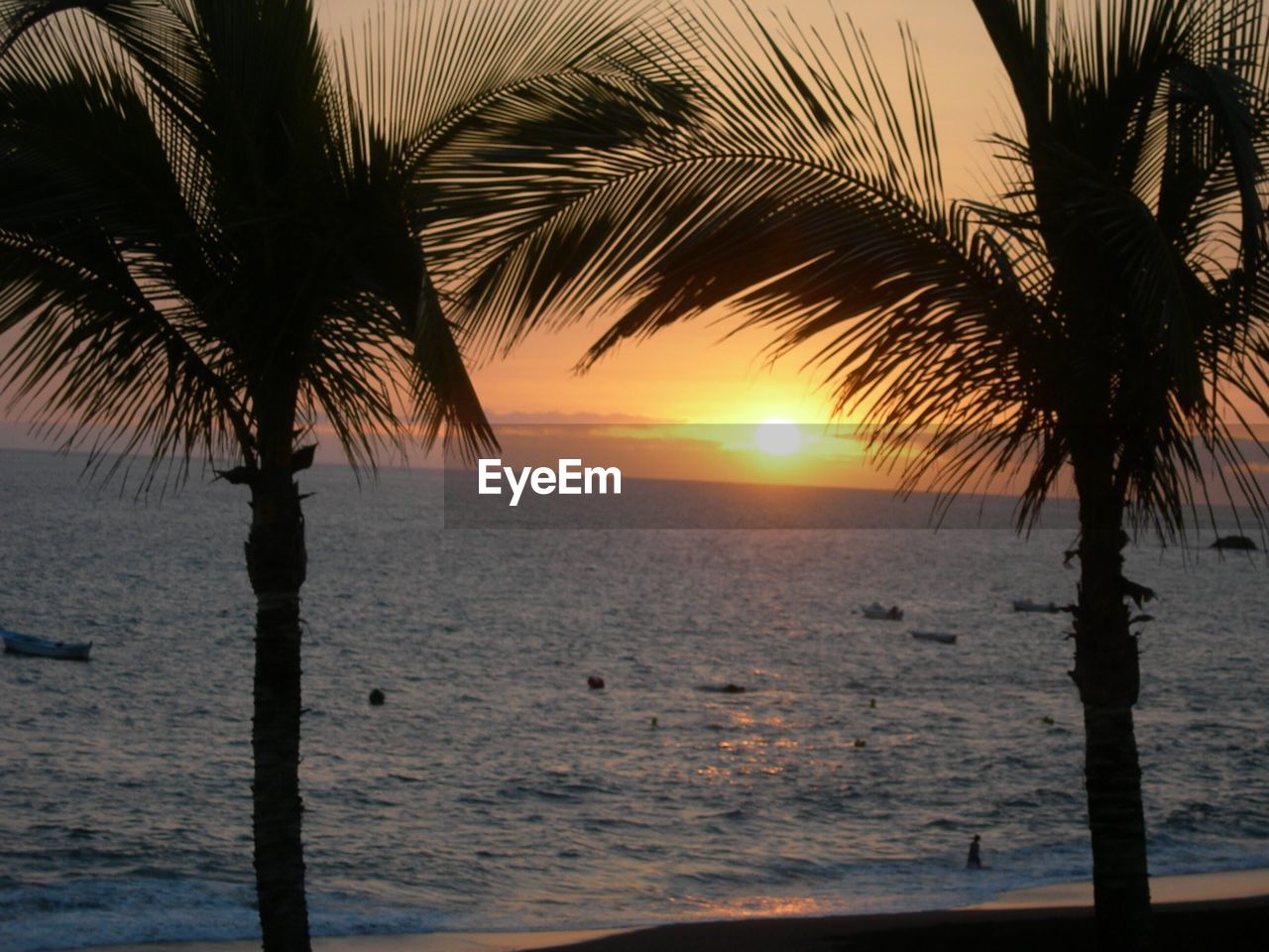 SILHOUETTE PALM TREE AT BEACH DURING SUNSET