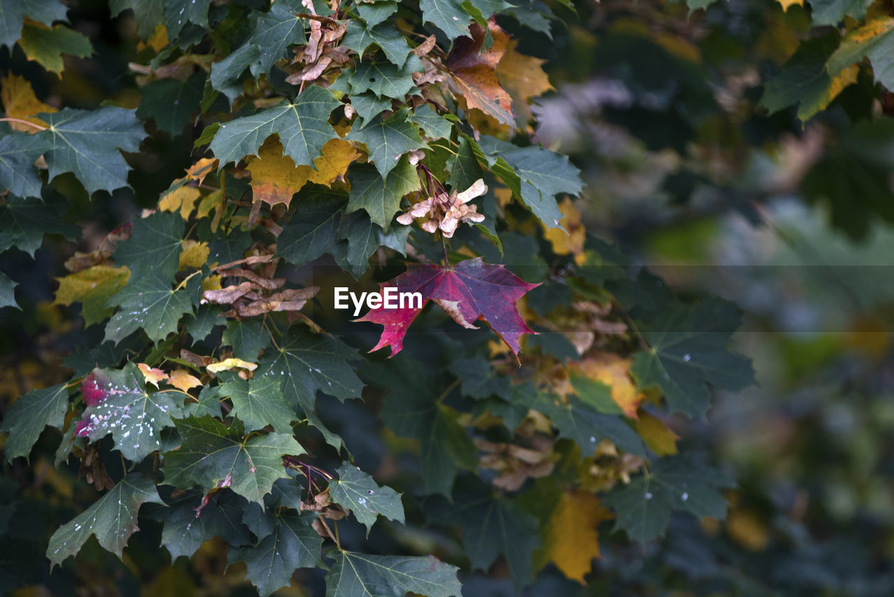 Close-up of leaves on plant during autumn