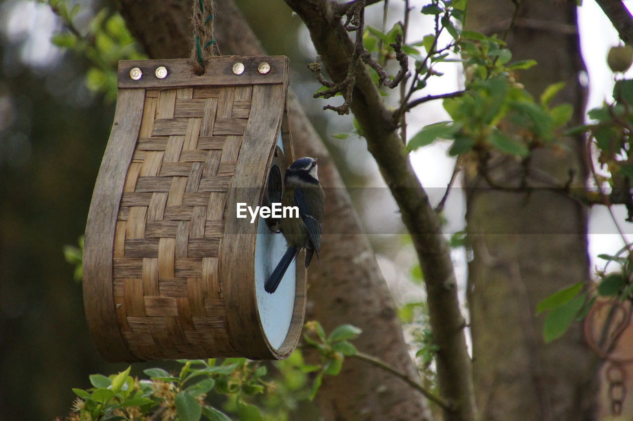 Bluetit on nest box