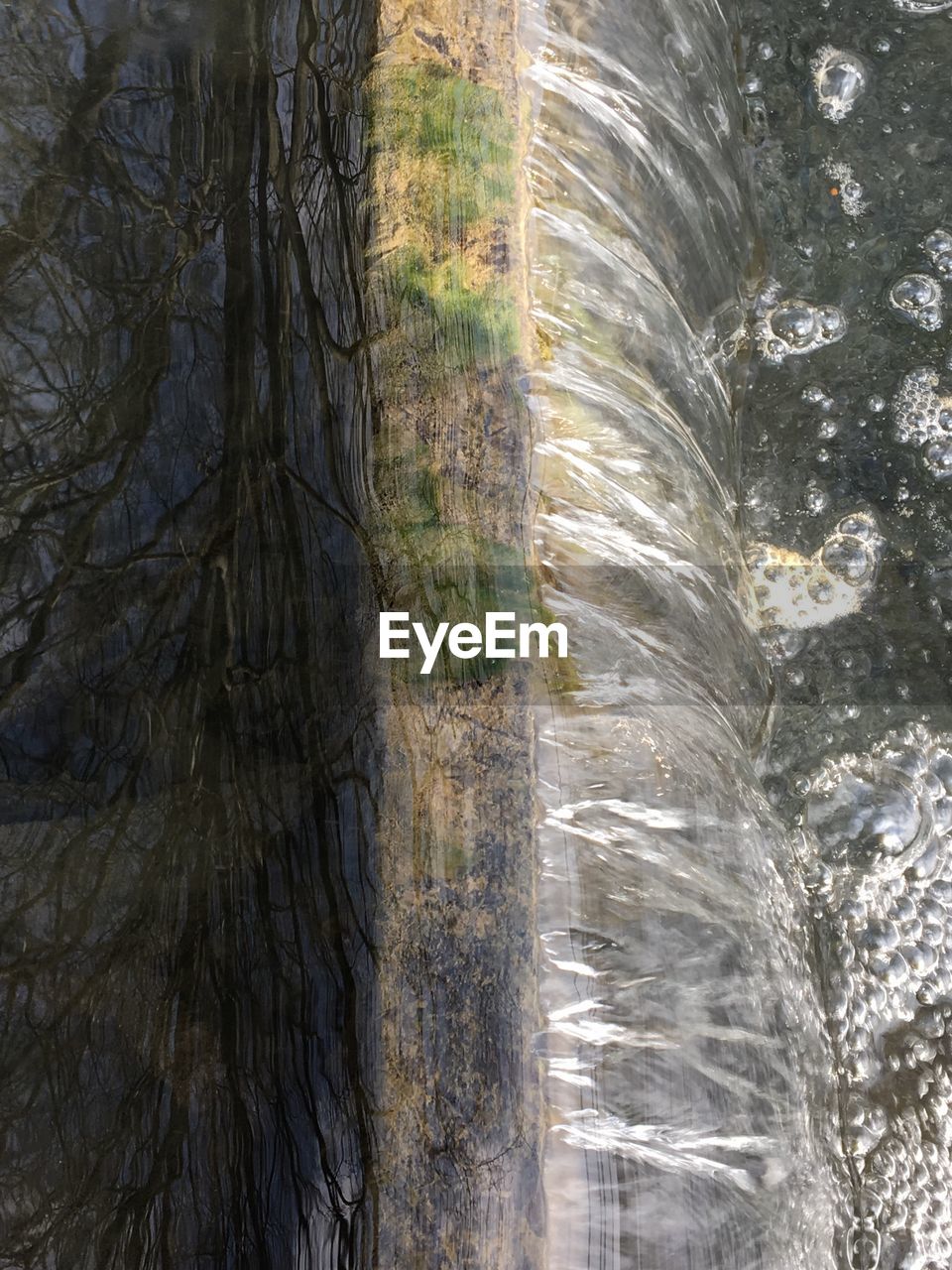 TREES IN WATER