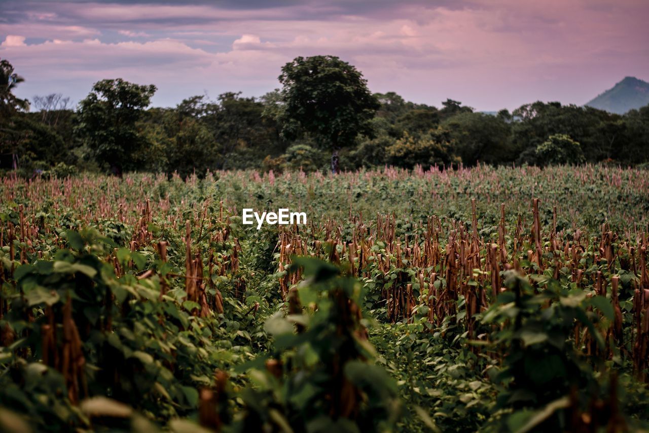 Scenic view of cornfield against dramatic sunset