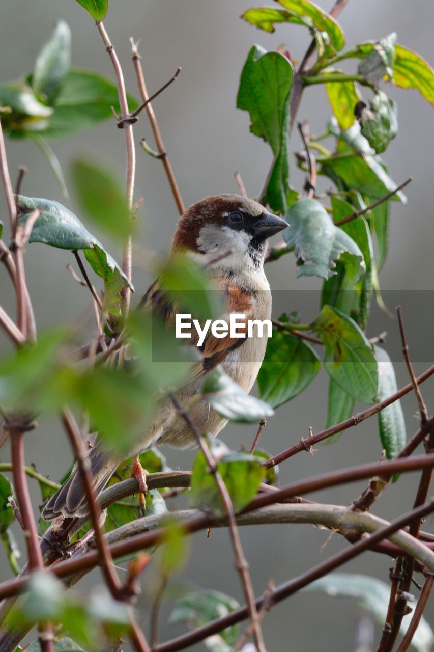 Close-up of bird perching on tree