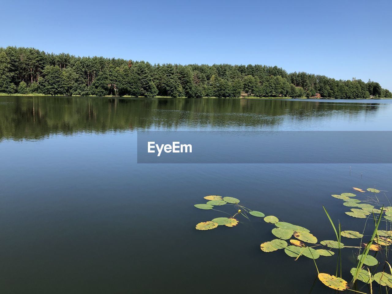 PLANTS GROWING ON LAKE AGAINST SKY