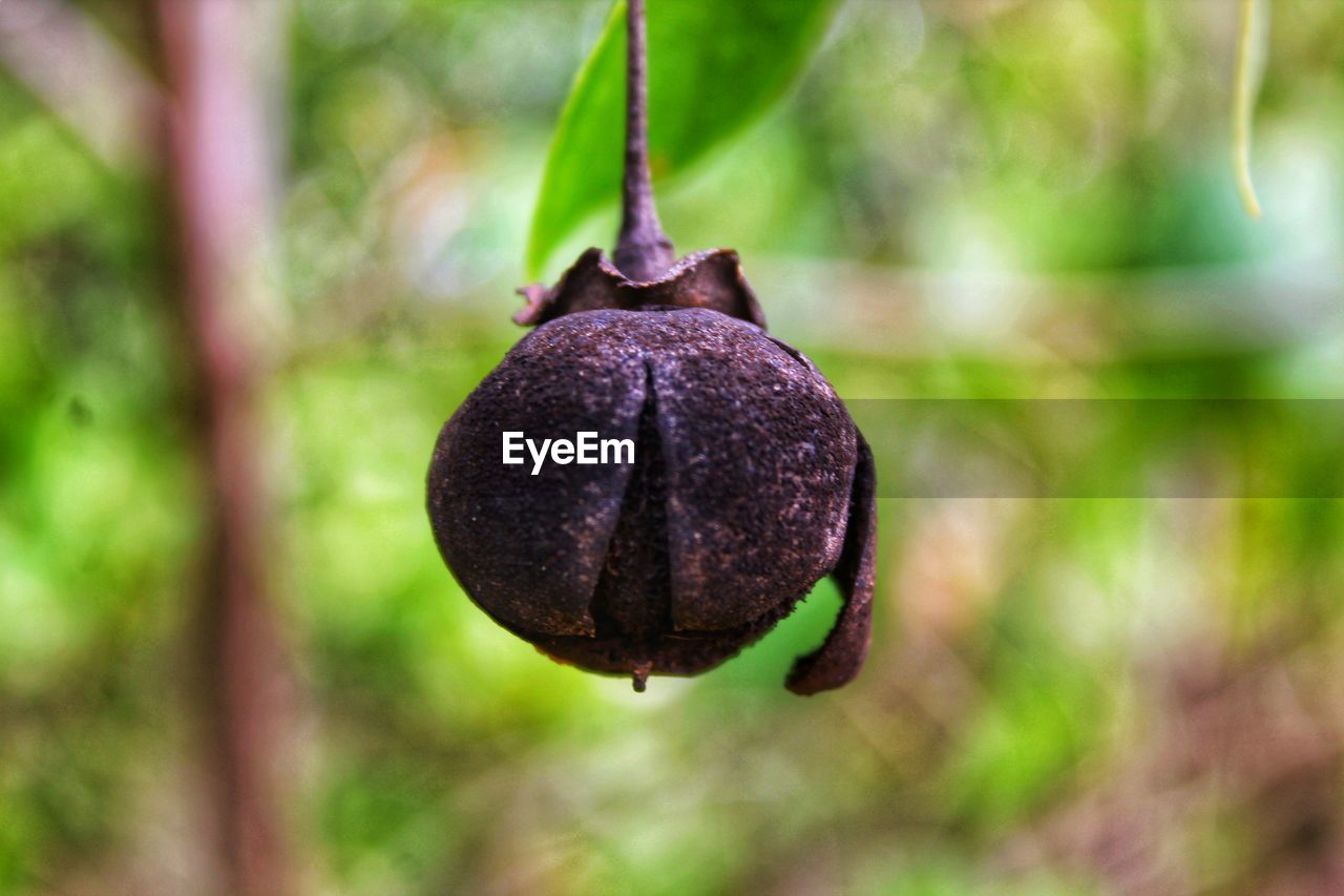 CLOSE-UP OF FRUIT HANGING ON PLANT OUTDOORS