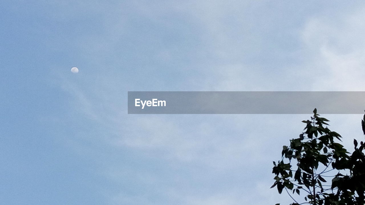 LOW ANGLE VIEW OF TREES AGAINST SKY