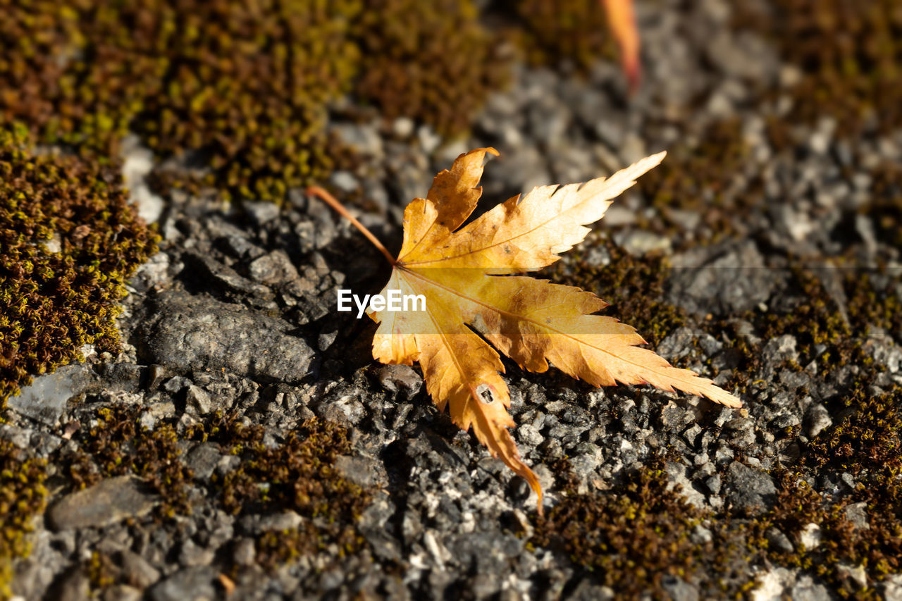 leaf, autumn, plant part, tree, nature, yellow, plant, dry, soil, no people, maple leaf, macro photography, sunlight, close-up, day, falling, outdoors, high angle view, beauty in nature, land, fragility, orange color, leaves, branch, natural condition, flower, leaf vein, maple, selective focus, field, pattern, tranquility, textured, brown