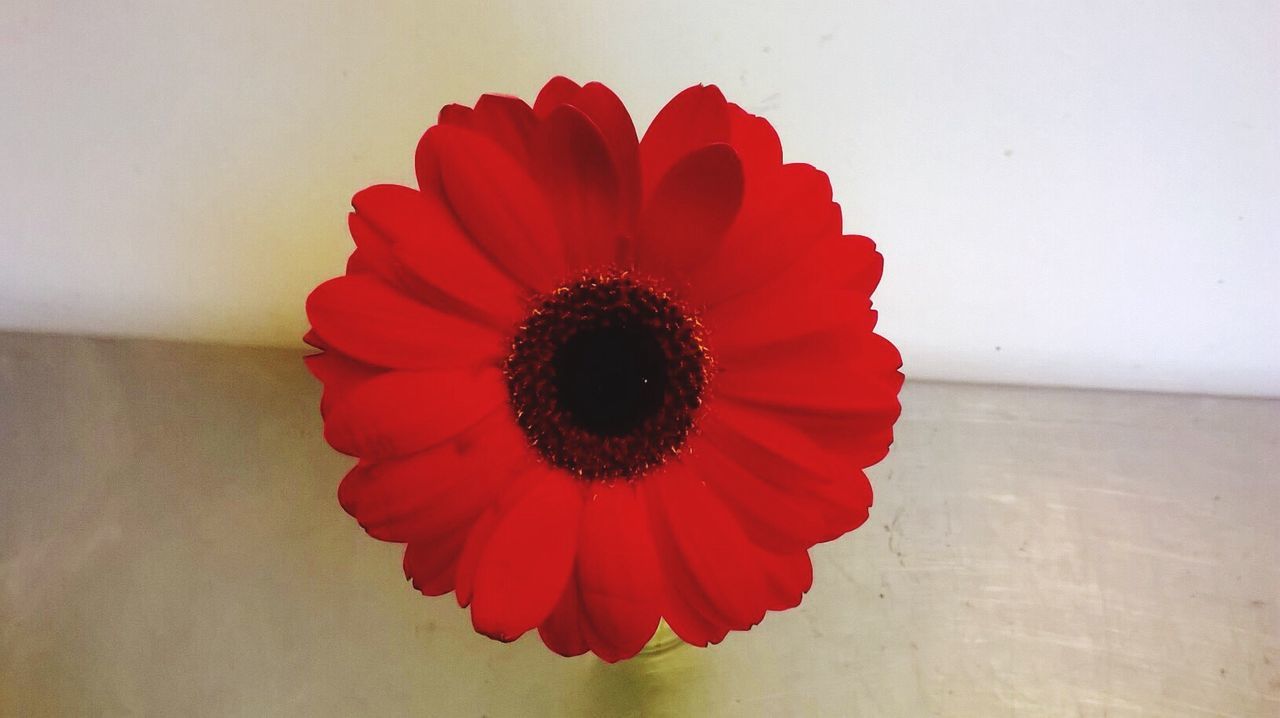 Close-up of red gerbera against wall