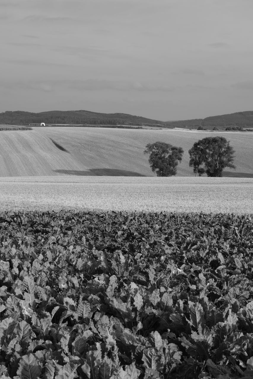 SCENIC VIEW OF FARM AGAINST SKY