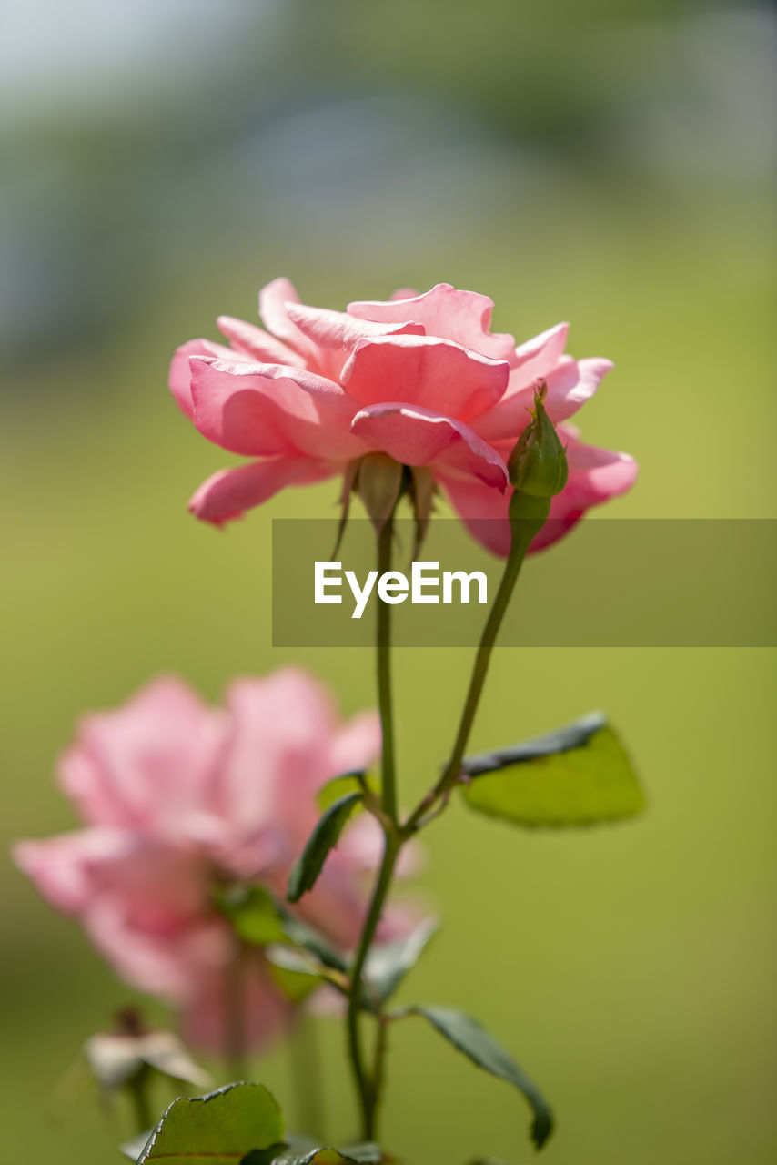 CLOSE-UP OF PINK ROSE FLOWER