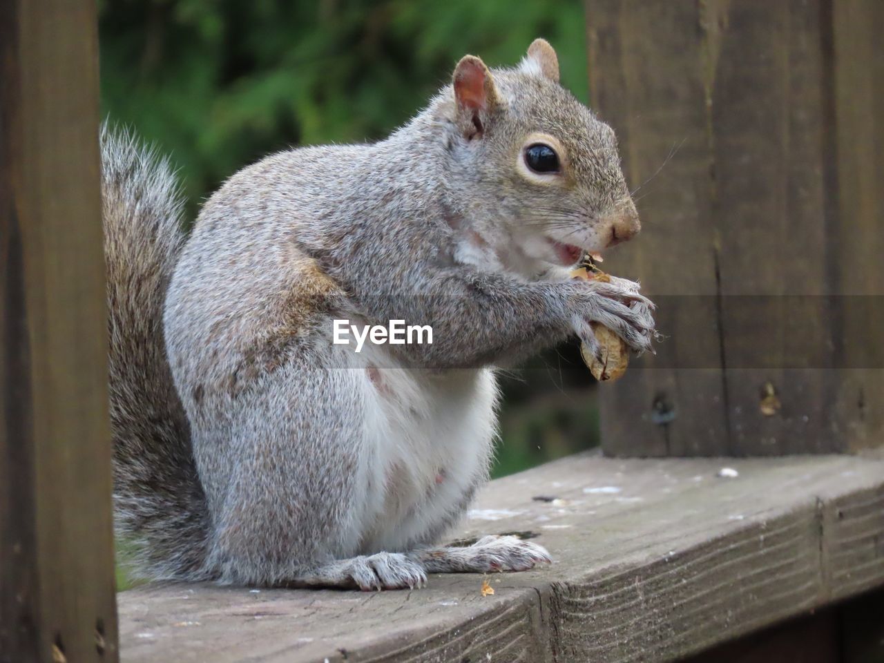 Close-up of squirrel on wooden railing 